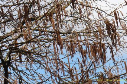 Corylus avellana